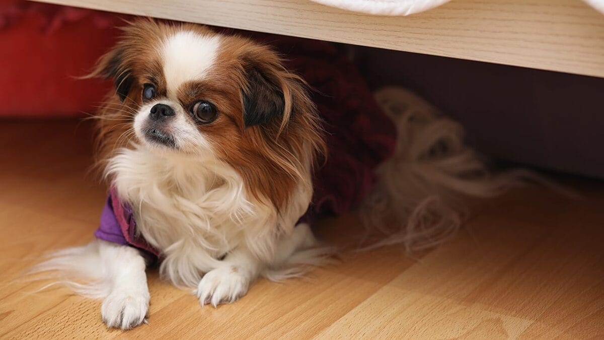 10 of the World’s Smallest Dog Breeds 8 10 of the World’s Smallest Dog Breeds - pekingese dog ss1044545179