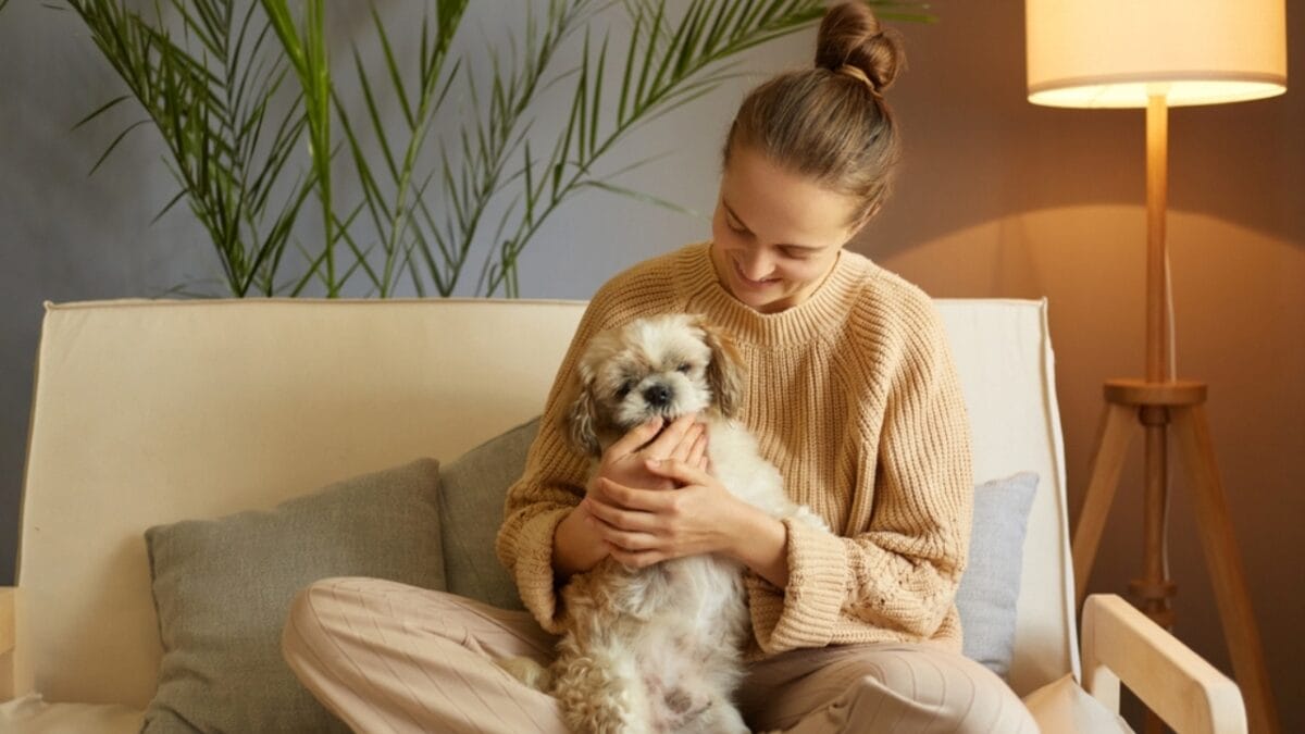 10 Lazy Dog Breeds Ideal for Laid-Back Owners 7 10 Lazy Dog Breeds Ideal for Laid-Back Owners - pekingese ss2249958539