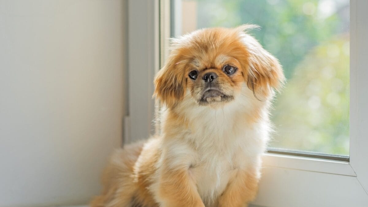 26 Dog Breeds Who Believe Aggression Is Simply Overrated 22 26 Dog Breeds Who Believe Aggression Is Simply Overrated - pekingese ss2356372545