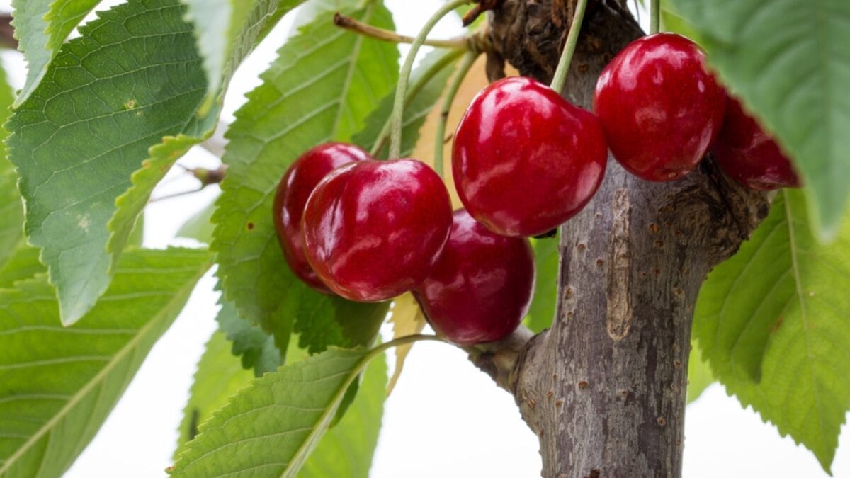 The Top 10 Cherry-Producing States in the U.S. 9 The Top 10 Cherry-Producing States in the U.S. - pennsylvania cherry ss547058542