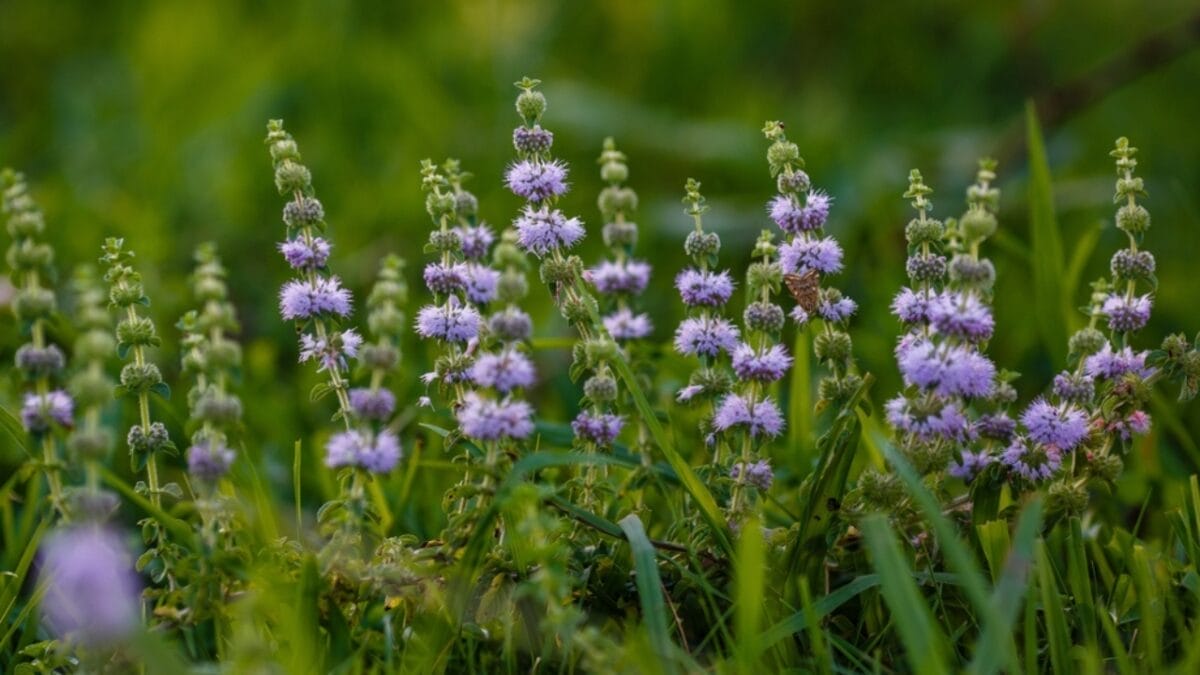 15 Gorgeous Poolside Plants That Repel Wasps and Bees - pennyroyal flower grass ss2188871743