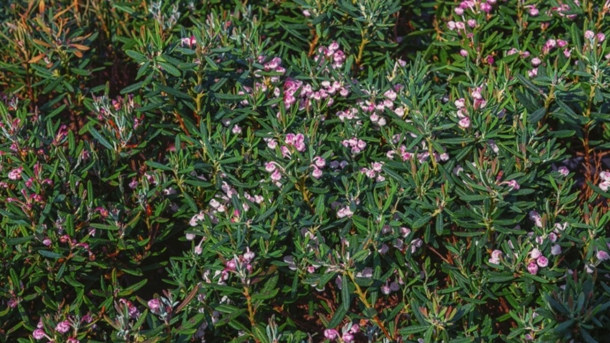 Keep Wasps Away with This Strong Smelling Plant in Your Garden 8 Keep Wasps Away with This Strong Smelling Plant in Your Garden - pennyroyal flower with rosemary ss2459792965