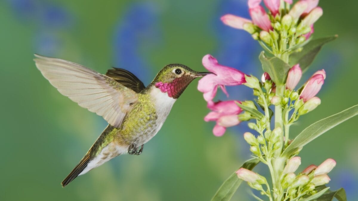 Attract Hummingbirds to Your Hanging Baskets with These 10 Low-Key Flowers - penstemon with humming bird ss764539180