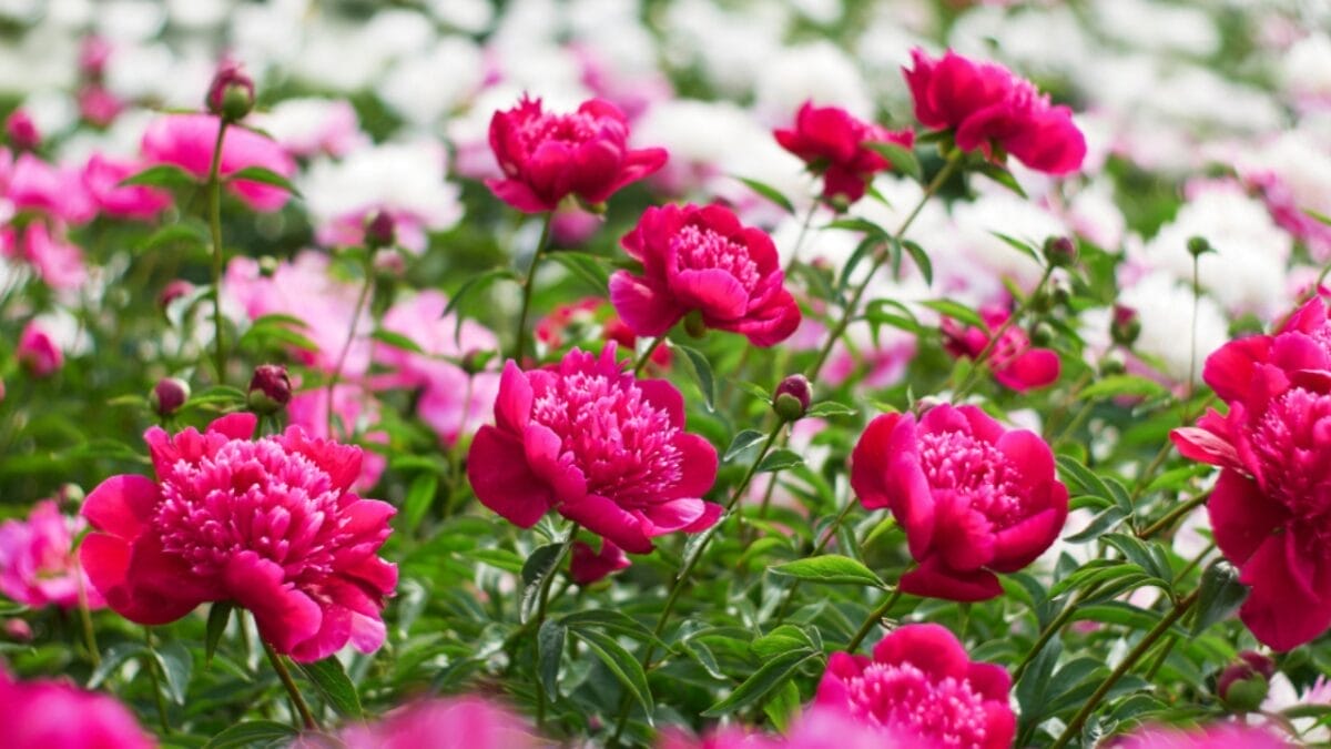 20 Perennial Flowers that Keep Your Garden Alive from Spring to Fall - peonies ss1464168728