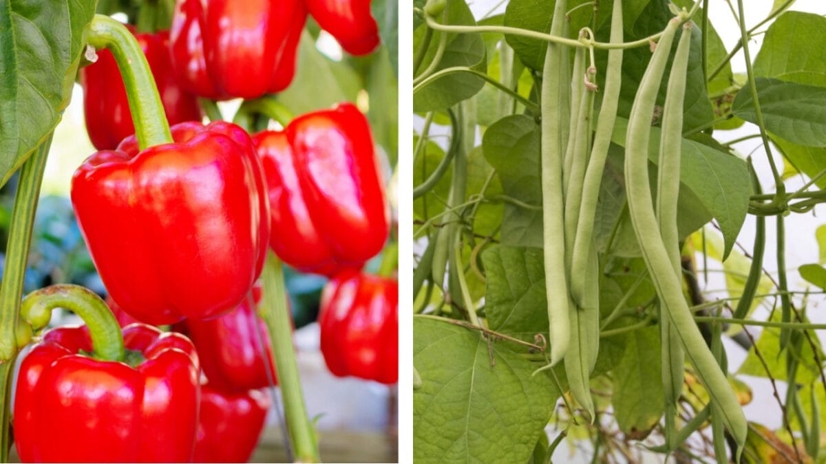 11 Plants You Should Never Grow Together - peppers and beans dp447170960 3124981 2