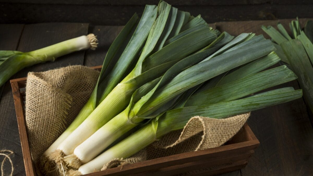 10 Perennial Vegetables You Only Need To Plant Once & Harvest Forever 11 10 Perennial Vegetables You Only Need To Plant Once & Harvest Forever - perennial leeks ss555301699