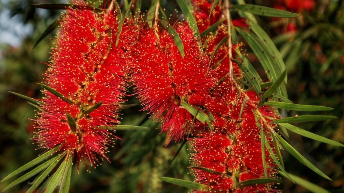 5 Reasons the Bottlebrush is a Gardener's Dream for Attracting Hummingbirds 2 5 Reasons the Bottlebrush is a Gardener's Dream for Attracting Hummingbirds - perfect ss2438961321
