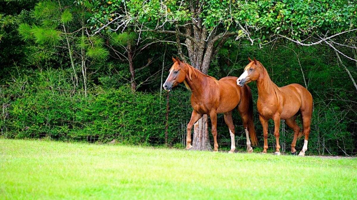 A Closer Look at Horse Colors: From Uncommon Shades to Everyday Favorites - perlino dun horse dp14659589