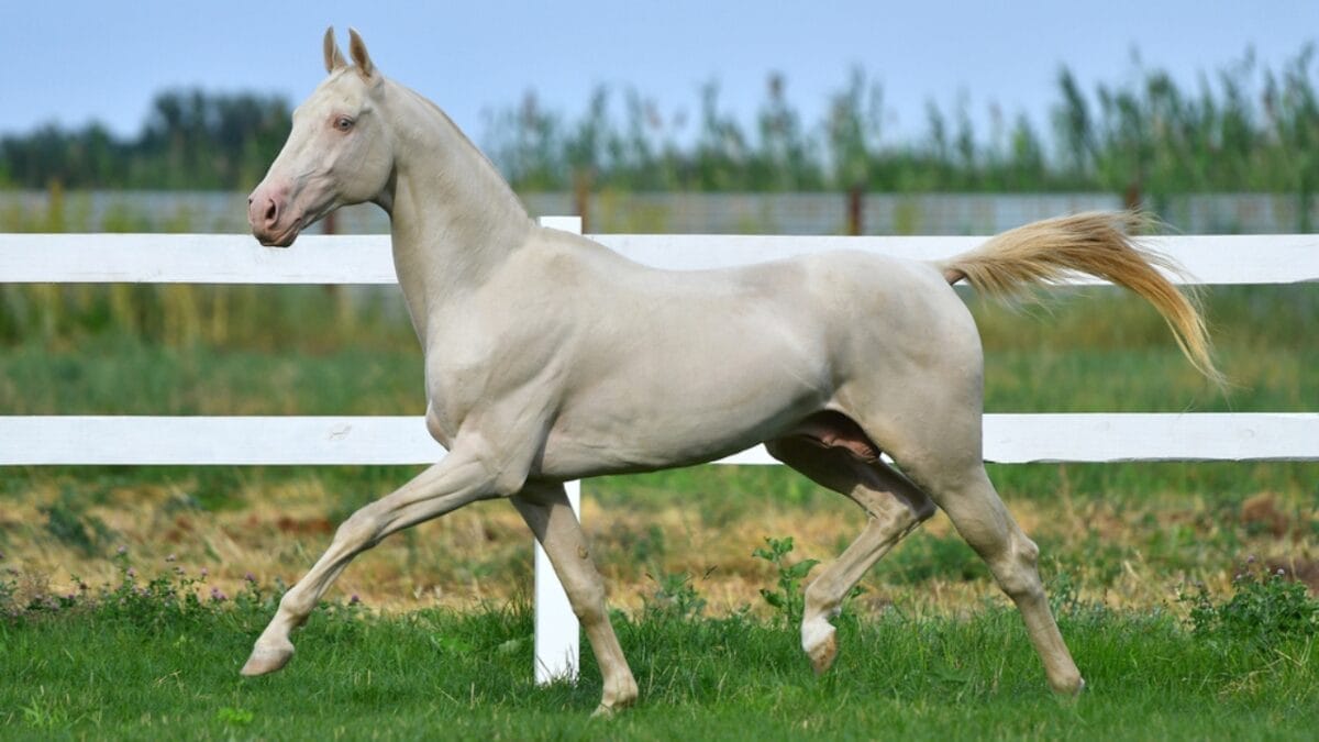 The Most Beautiful & Rare Horse Colors in the World - perlino white horse running dp330837886