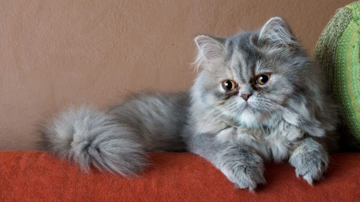 Meet the 16 Strongest Cat Breeds on the Planet - persian cat dp62298527