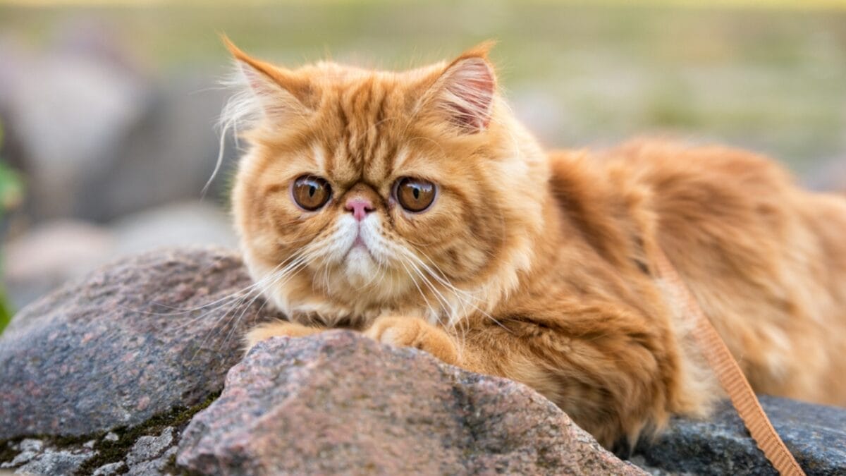 16 of The Most Eye-Catching Brown Cat Breeds 13 16 of The Most Eye-Catching Brown Cat Breeds - persian cat ss2016269075
