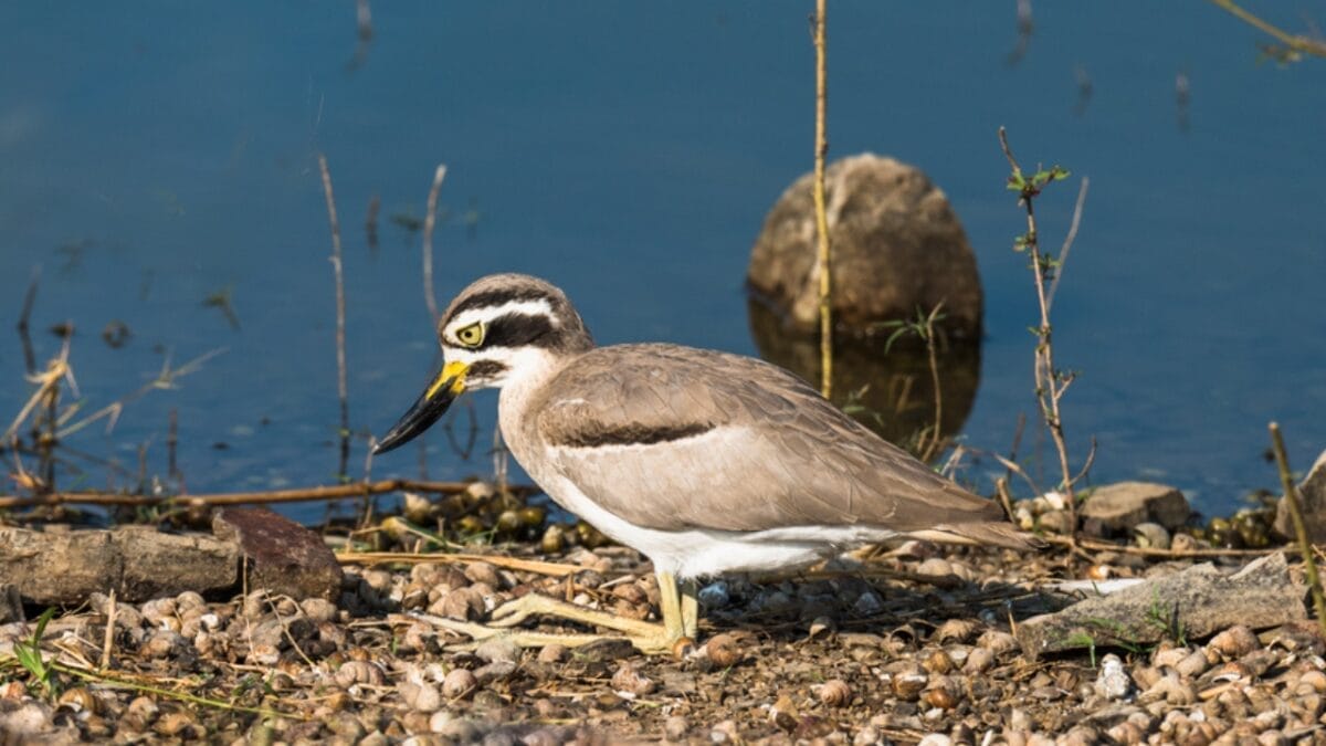 12 Stunning Gray Birds from Around the World 9 12 Stunning Gray Birds from Around the World - peruvian thick knee ss525451651