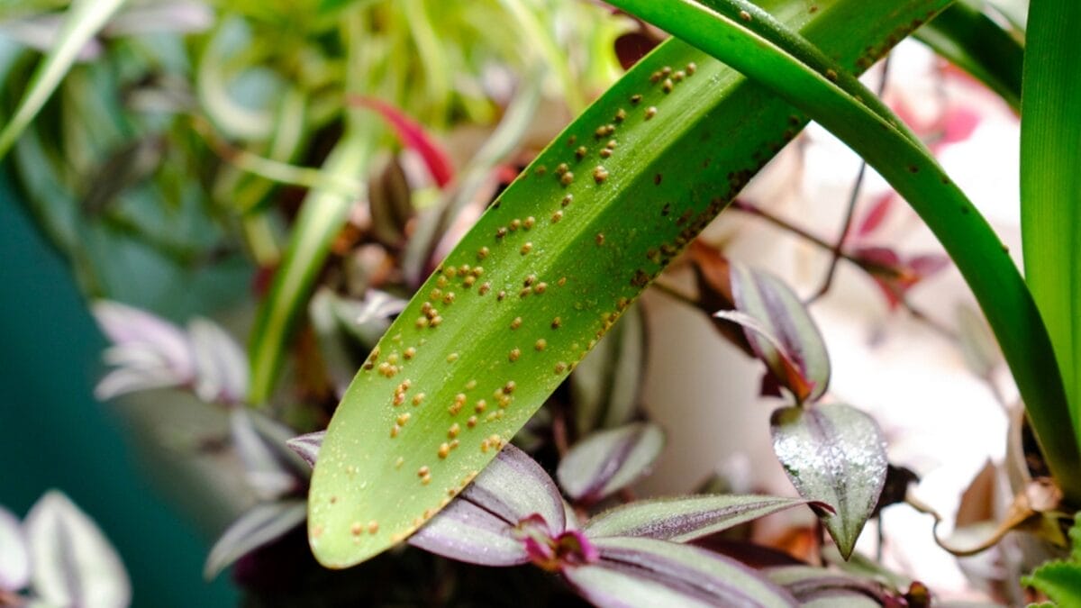 15 Ways to Save a Dying Plant & Bring It Back to Life 9 15 Ways to Save a Dying Plant & Bring It Back to Life - pest deterrent dp521652304