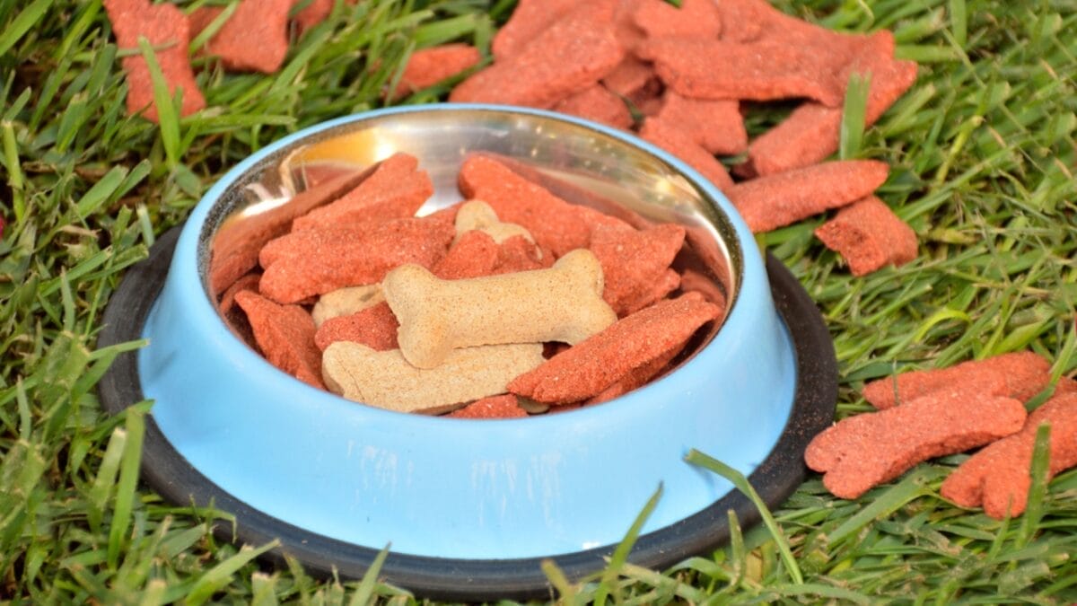 10 Smells That Attract Coyotes to Your Yard 3 10 Smells That Attract Coyotes to Your Yard - pet food outside home dp142154408