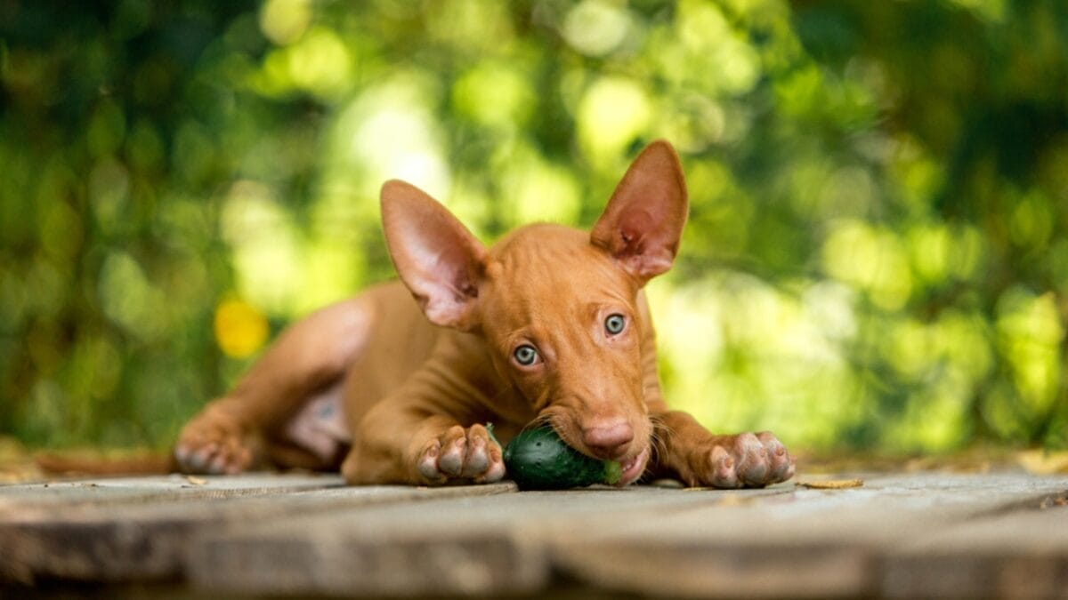 The Blushing Dog: 10 Facts Every Dog Lover Should Know About Pharaoh Hounds 8 The Blushing Dog: 10 Facts Every Dog Lover Should Know About Pharaoh Hounds - pharaoh hound dog eating ss1018915885