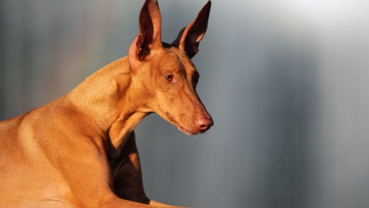 The Blushing Dog: 10 Facts Every Dog Lover Should Know About Pharaoh Hounds 6 The Blushing Dog: 10 Facts Every Dog Lover Should Know About Pharaoh Hounds - pharaoh hound dog portrait side ss2208326537