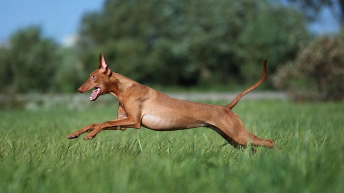 The Blushing Dog: 10 Facts Every Dog Lover Should Know About Pharaoh Hounds 4 The Blushing Dog: 10 Facts Every Dog Lover Should Know About Pharaoh Hounds - pharaoh hound dog running ss1399941158