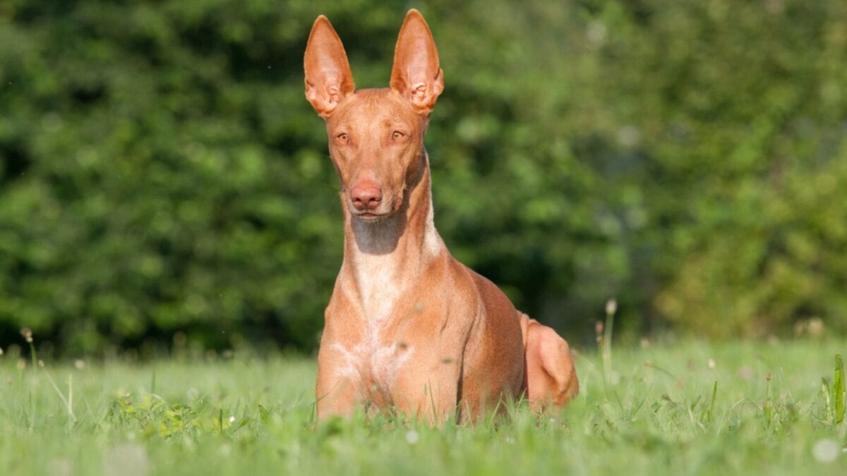 The Blushing Dog: 10 Facts Every Dog Lover Should Know About Pharaoh Hounds 7 The Blushing Dog: 10 Facts Every Dog Lover Should Know About Pharaoh Hounds - pharaoh hound dog sitting grass ss128773781
