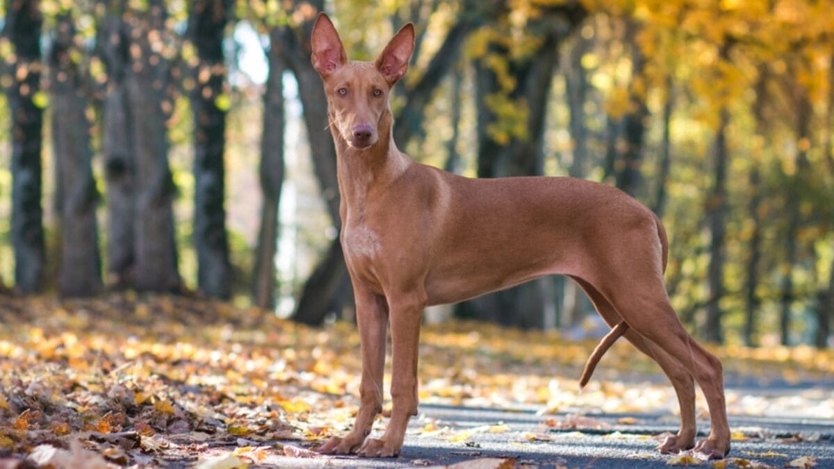 The Blushing Dog: 10 Facts Every Dog Lover Should Know About Pharaoh Hounds 2 The Blushing Dog: 10 Facts Every Dog Lover Should Know About Pharaoh Hounds - pharaoh hound dog standing forest ss1213314619