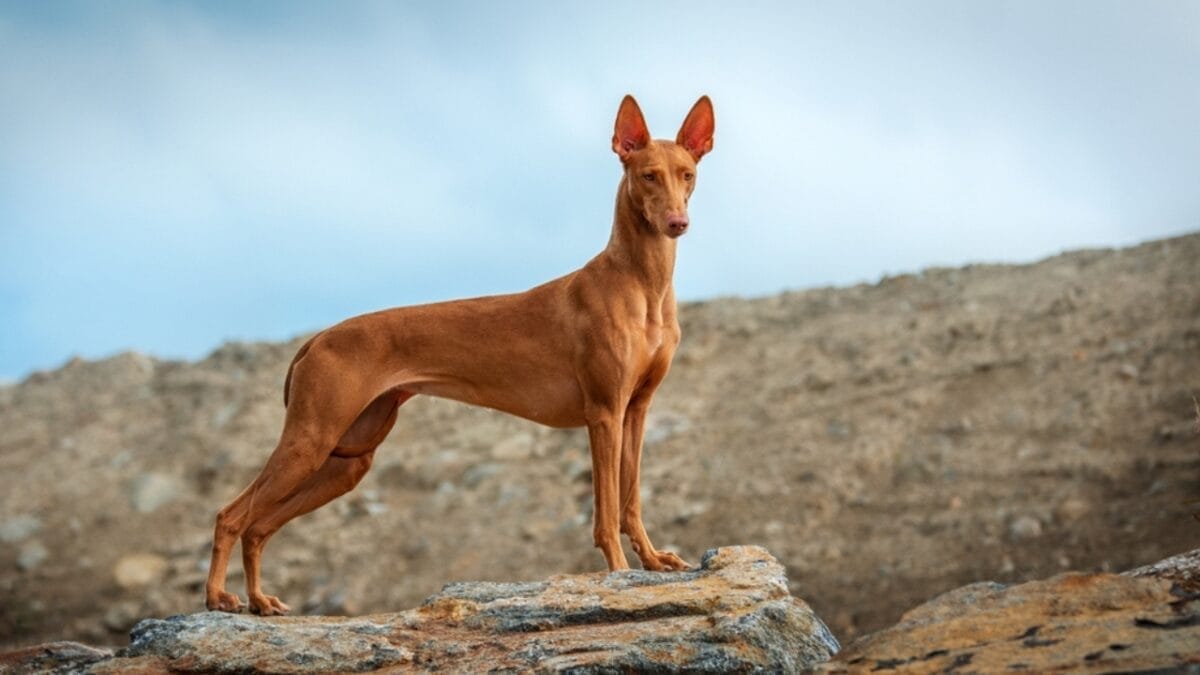 Meet 20 Adorable Dog Breeds with Pointy Ears & Unique Personalities - pharaoh hound dog standing rock ss2321809945