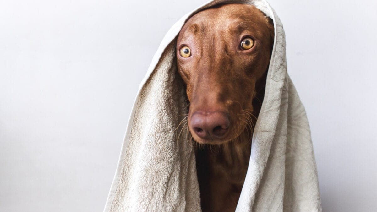 The Blushing Dog: 10 Facts Every Dog Lover Should Know About Pharaoh Hounds 5 The Blushing Dog: 10 Facts Every Dog Lover Should Know About Pharaoh Hounds - pharaoh hound dog with towel ss1650758425
