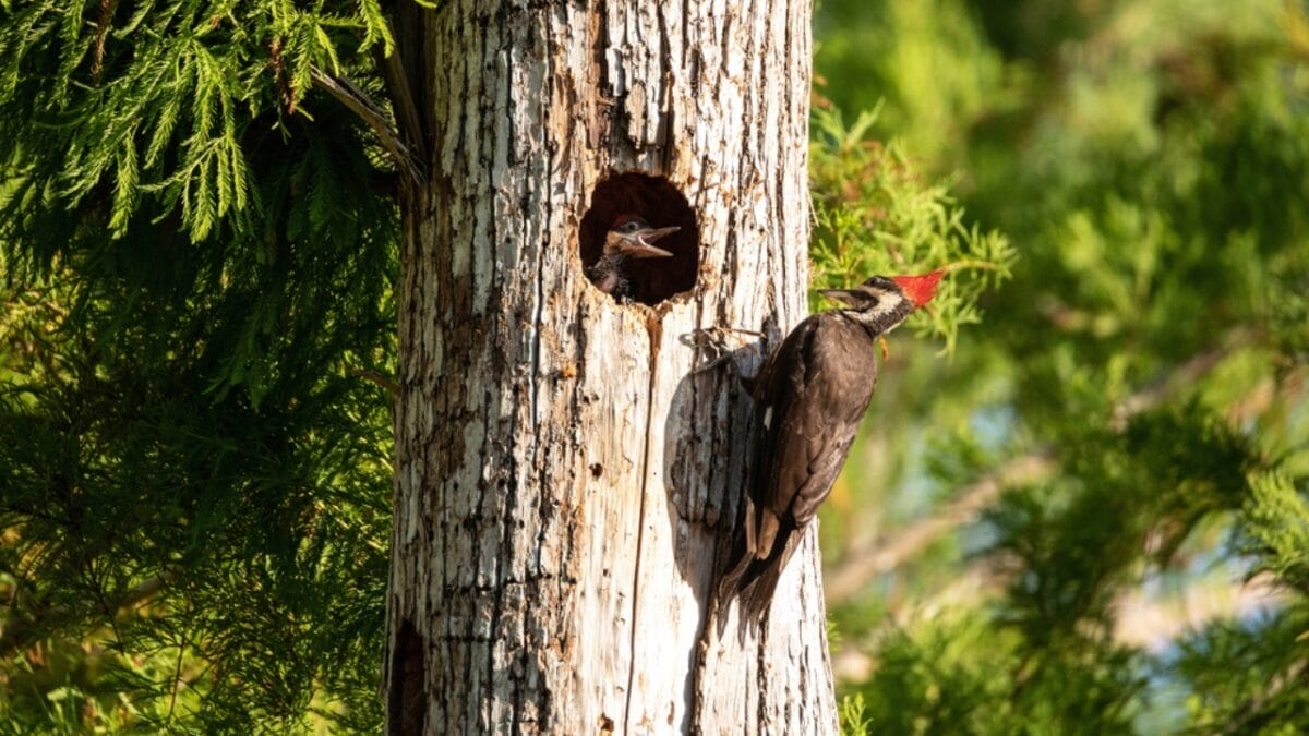 10 Reasons Why the Pileated Woodpecker Should Be Your New Favorite Bird 6 10 Reasons Why the Pileated Woodpecker Should Be Your New Favorite Bird - pileated woodpecker digging tree dp195837514