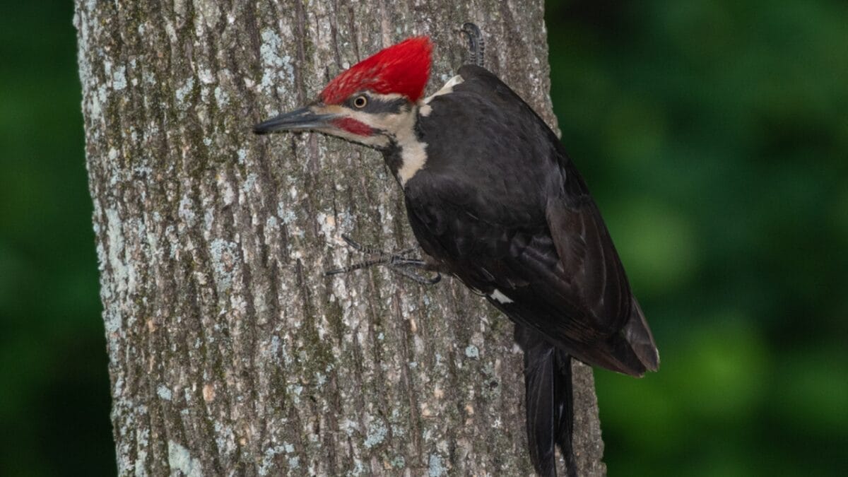10 Reasons Why the Pileated Woodpecker Should Be Your New Favorite Bird 7 10 Reasons Why the Pileated Woodpecker Should Be Your New Favorite Bird - pileated woodpecker dp272003808