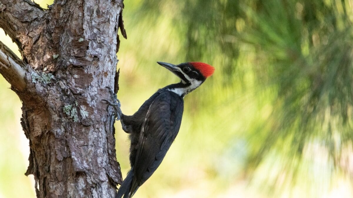 10 Reasons Why the Pileated Woodpecker Should Be Your New Favorite Bird 2 10 Reasons Why the Pileated Woodpecker Should Be Your New Favorite Bird - pileated woodpecker dp473244498