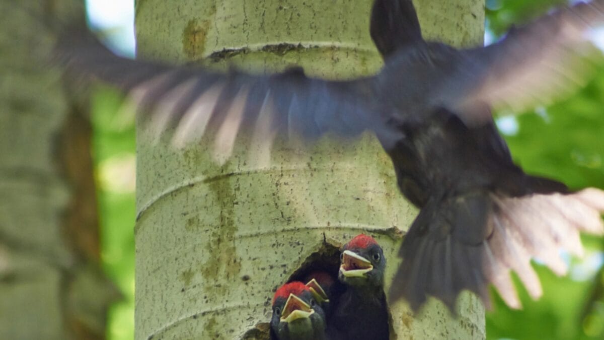 10 Reasons Why the Pileated Woodpecker Should Be Your New Favorite Bird 11 10 Reasons Why the Pileated Woodpecker Should Be Your New Favorite Bird - pileated woodpecker flying dp76140017