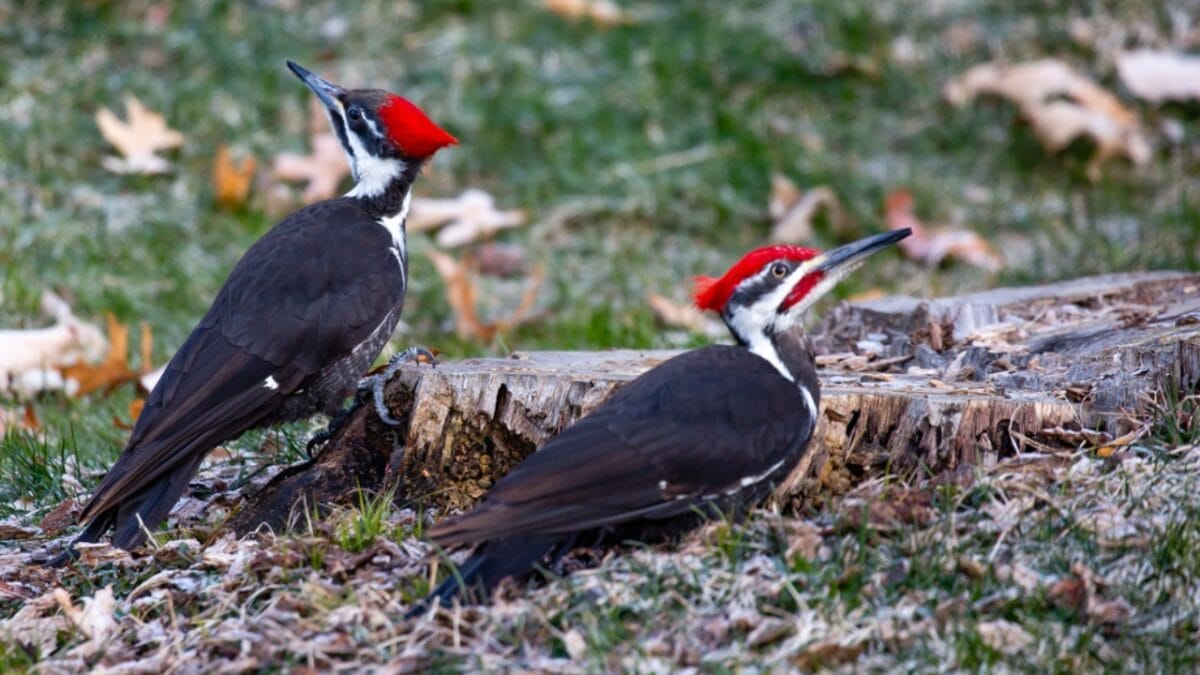 10 Reasons Why the Pileated Woodpecker Should Be Your New Favorite Bird 4 10 Reasons Why the Pileated Woodpecker Should Be Your New Favorite Bird - pileated woodpecker friends dp371235364