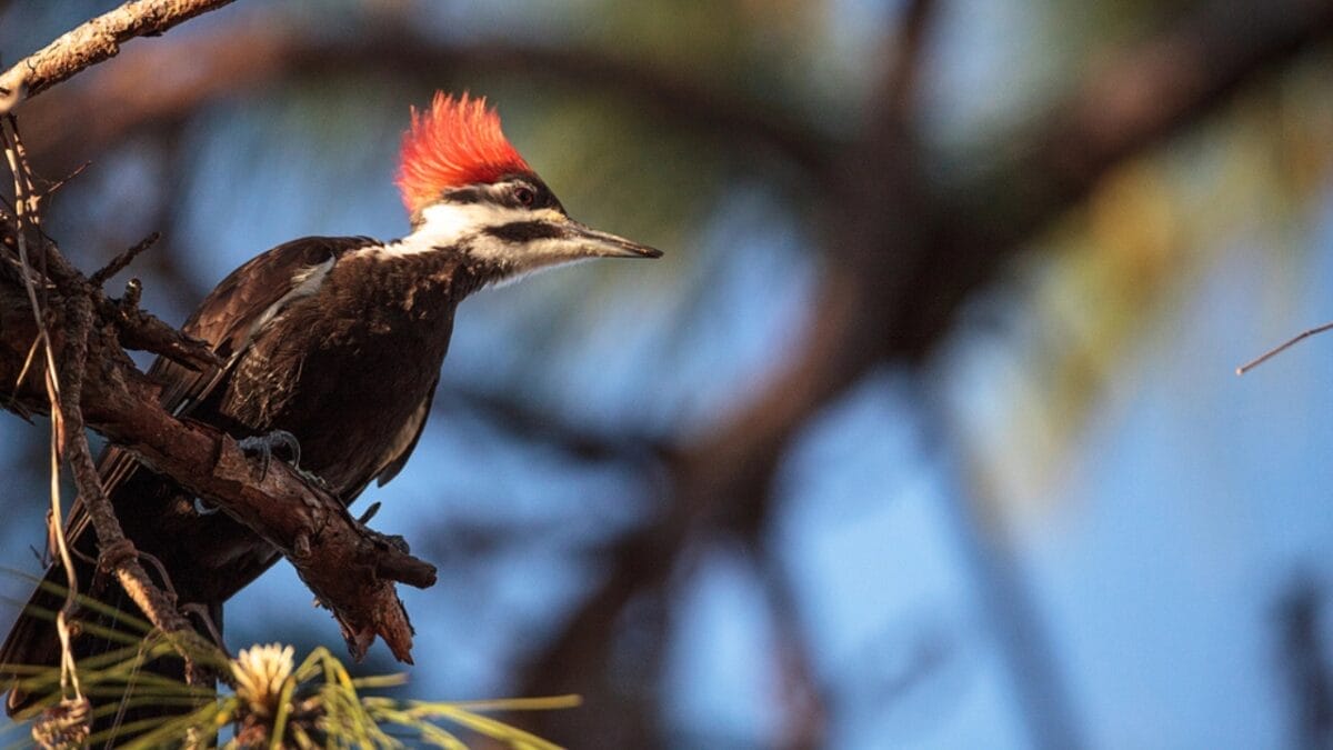 10 Reasons Why the Pileated Woodpecker Should Be Your New Favorite Bird 10 10 Reasons Why the Pileated Woodpecker Should Be Your New Favorite Bird - pileated woodpecker in urban dp189215770
