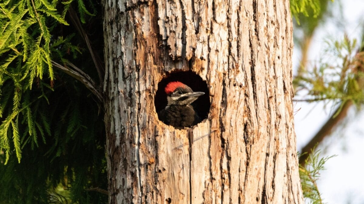 10 Reasons Why the Pileated Woodpecker Should Be Your New Favorite Bird 9 10 Reasons Why the Pileated Woodpecker Should Be Your New Favorite Bird - pileated woodpecker nest dp195832020