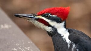 10 Reasons Why the Pileated Woodpecker Should Be Your New Favorite Bird 1 10 Reasons Why the Pileated Woodpecker Should Be Your New Favorite Bird - pileated woodpecker red head dp429361278