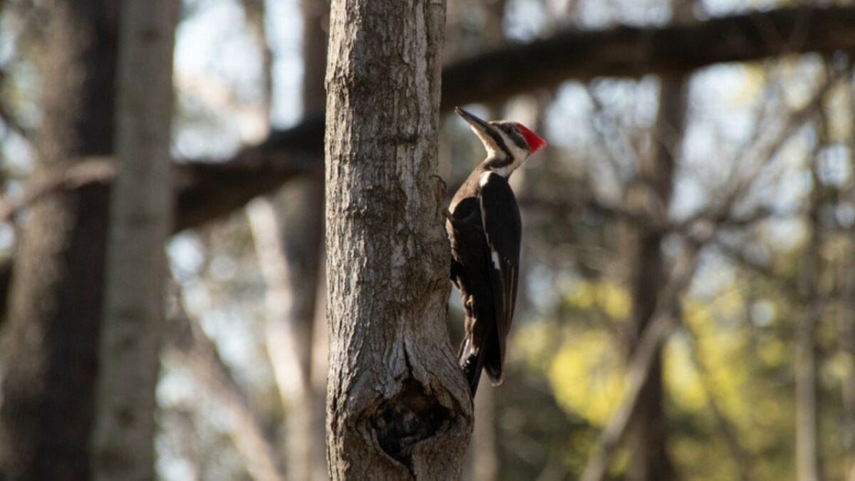 10 Reasons Why the Pileated Woodpecker Should Be Your New Favorite Bird 8 10 Reasons Why the Pileated Woodpecker Should Be Your New Favorite Bird - pileated woodpecker territorial dp537255284