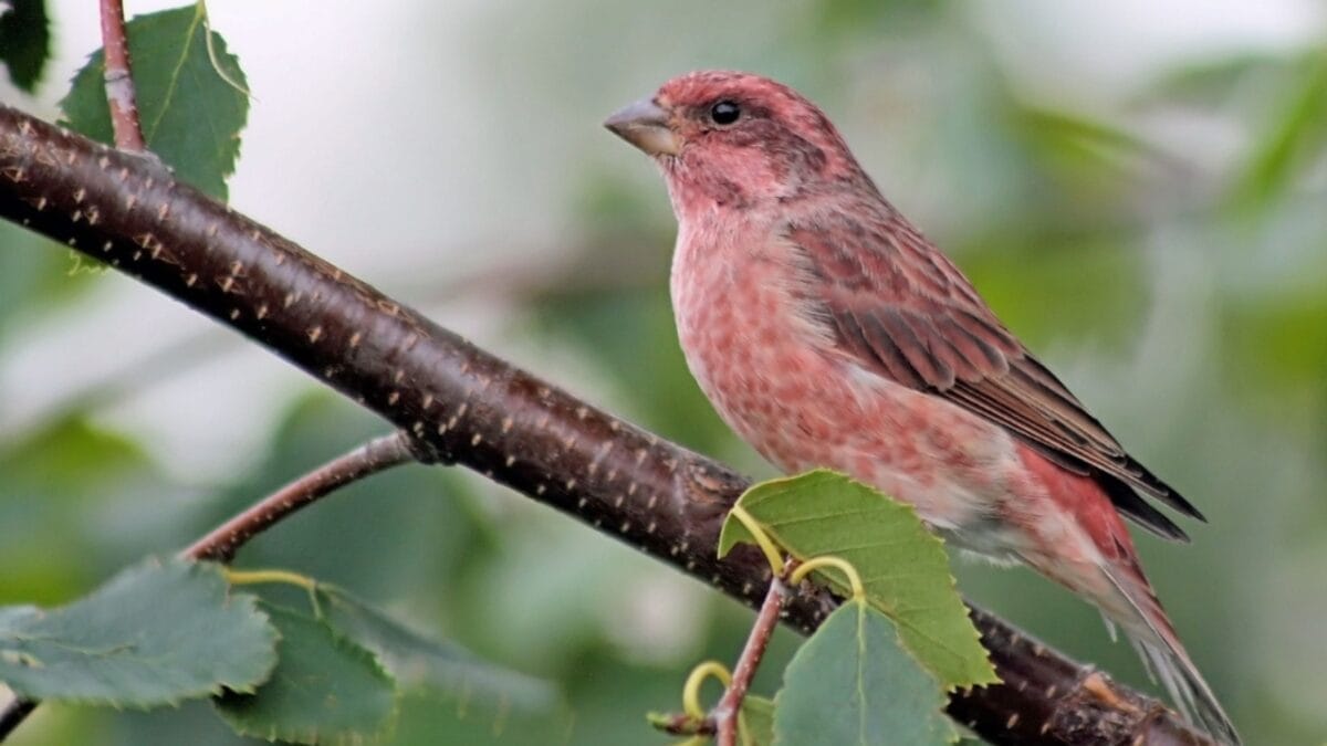 13 Birds with Red Heads You Need to Know About 11 13 Birds with Red Heads You Need to Know About - pine grosbeak bird dp13241130