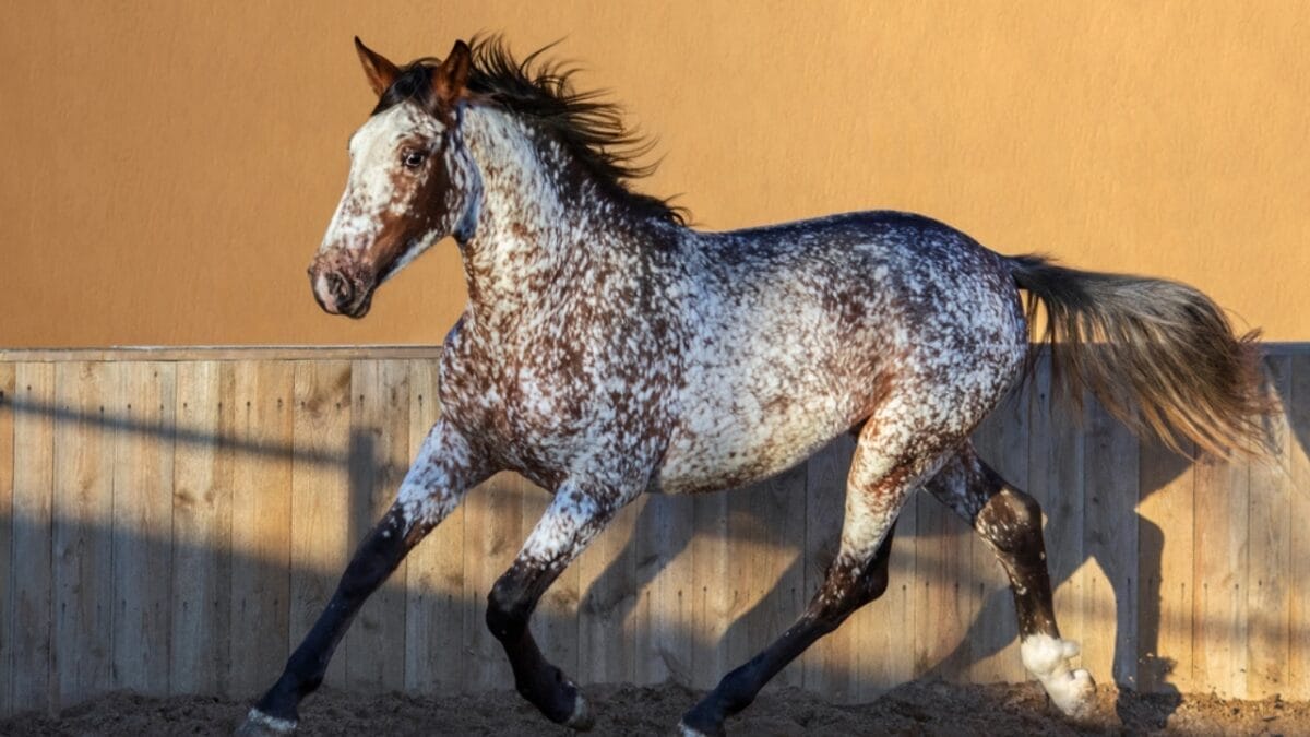A Closer Look at Horse Colors: From Uncommon Shades to Everyday Favorites - pintaloosa horse dp227461520