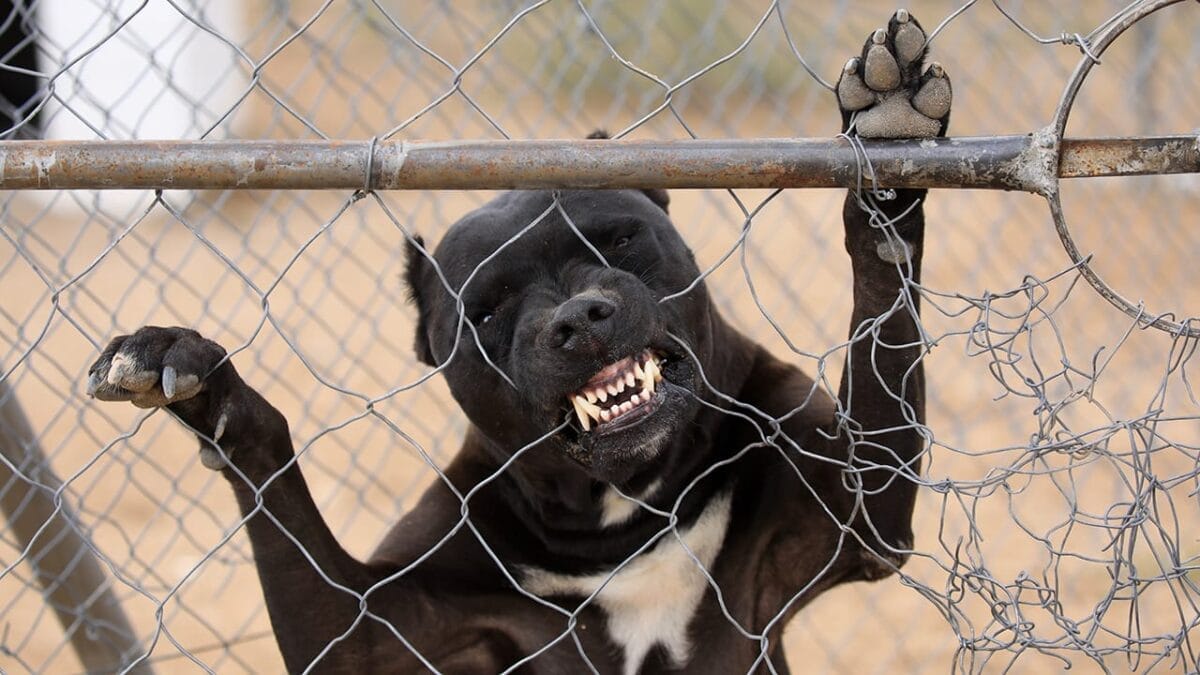 9 Pit Bull Myths: Separating Fact from Fiction About This Misunderstood Breed - pit bull dog ss1366996007