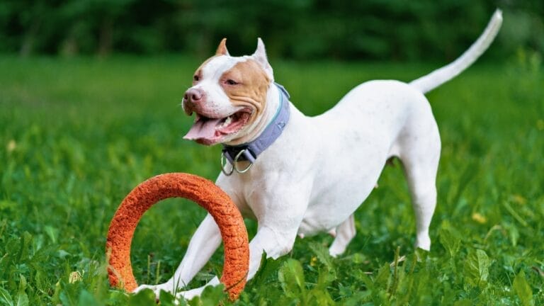 11 Rare & Unique Pitbull Colors Most Have Never Seen 3 11 Rare & Unique Pitbull Colors Most Have Never Seen - pitbull coats ss2033484560