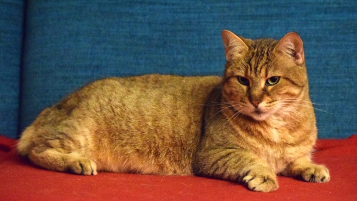 10 Cat Breeds That Look Like Wild Animals 11 10 Cat Breeds That Look Like Wild Animals - pixie bob cat ss1035781123