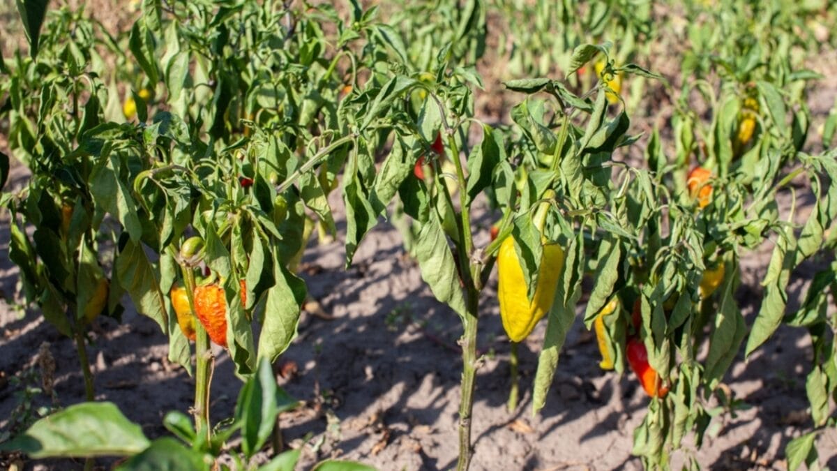 Top 10 Gardening Mistakes Beginners Must Avoid - plant poor growth ss2160146309