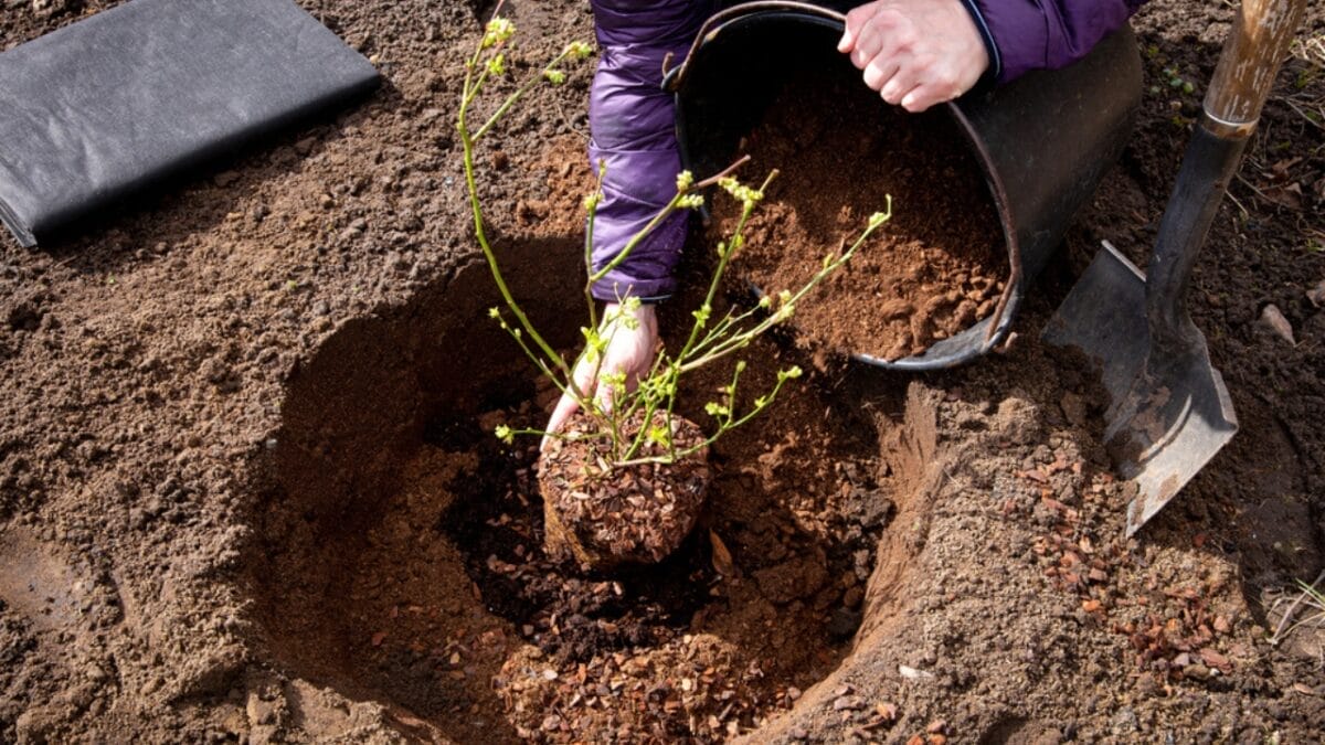 Want Show-Stopping Parrot Tulips? Here’s How to Grow & Maintain Them 4 Want Show-Stopping Parrot Tulips? Here’s How to Grow & Maintain Them - planting blueberry dp463846360