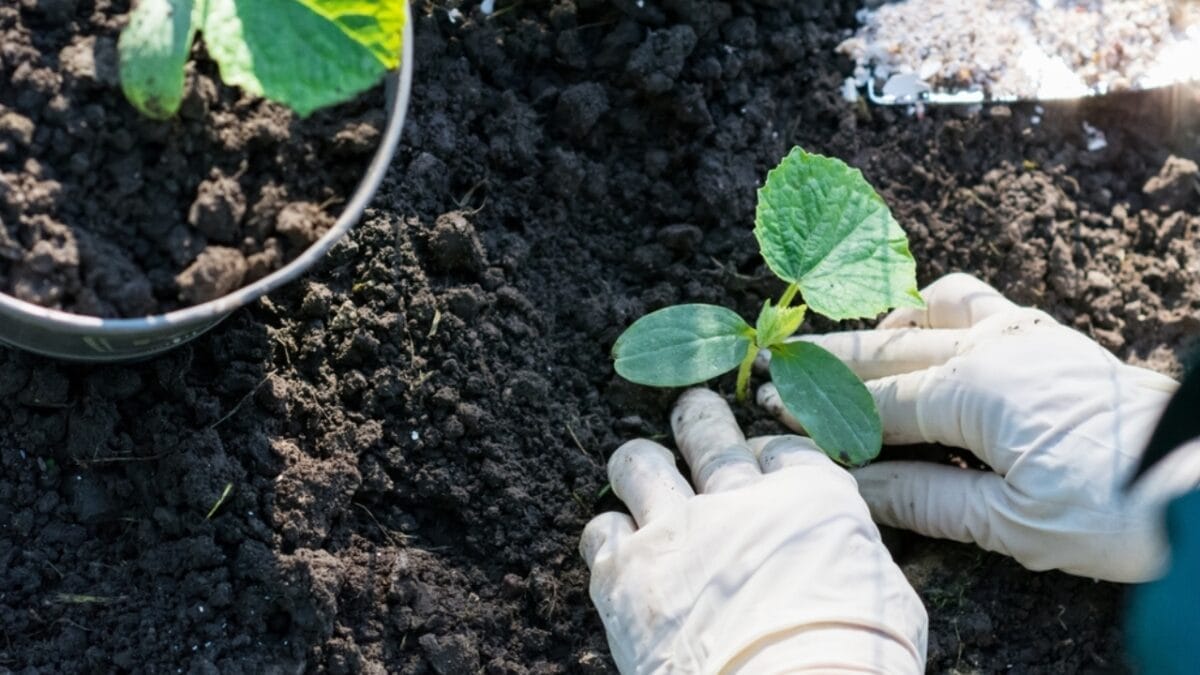 8-Step Guide to Growing the Best Cucumbers Ever this Year 4 8-Step Guide to Growing the Best Cucumbers Ever this Year - planting cucumber ss2250469017