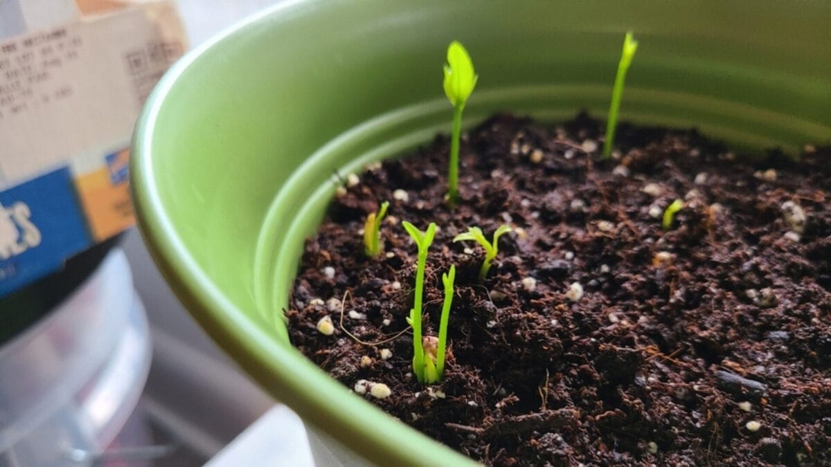 Transform Your Yard with the Trending California Lilac 5 Transform Your Yard with the Trending California Lilac - planting lemon ss2398655499