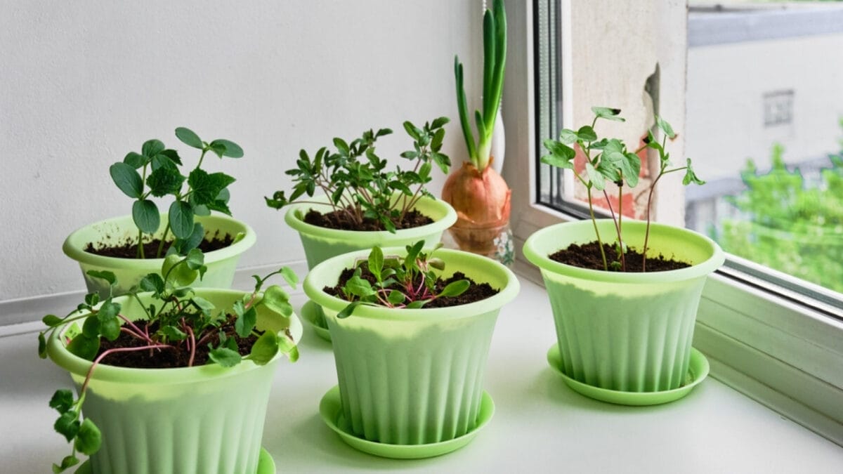 Top 10 Gardening Mistakes Beginners Must Avoid - plants dp393524062