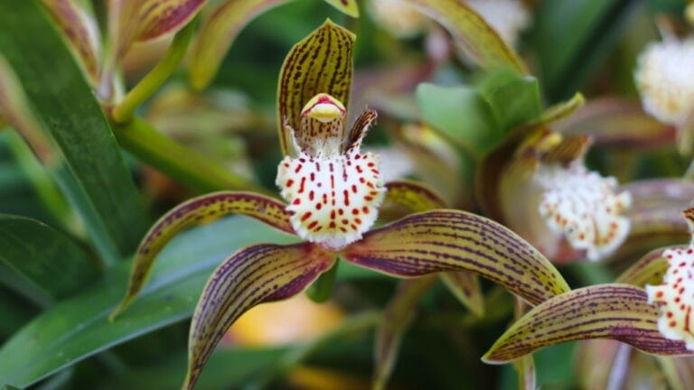 15 Bizarre Plants That Look Like They Belong in a Zoo 2 15 Bizarre Plants That Look Like They Belong in a Zoo - plants look like animal ss1236198040