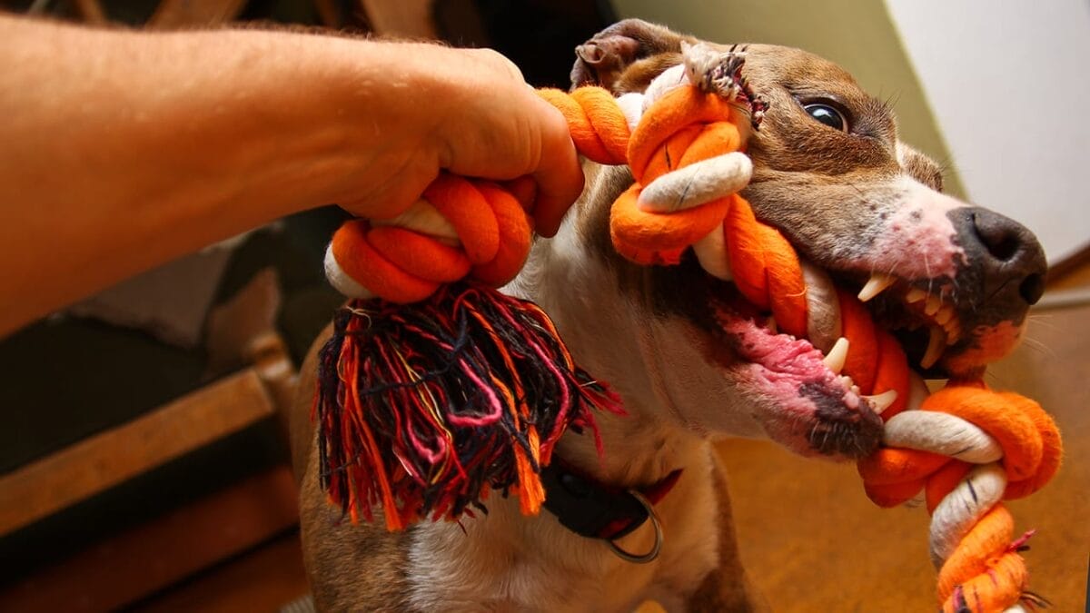 Choosing the Best & Safest Dog Toys for Your Furry Friend 3 Choosing the Best & Safest Dog Toys for Your Furry Friend - playing dog ss585611405