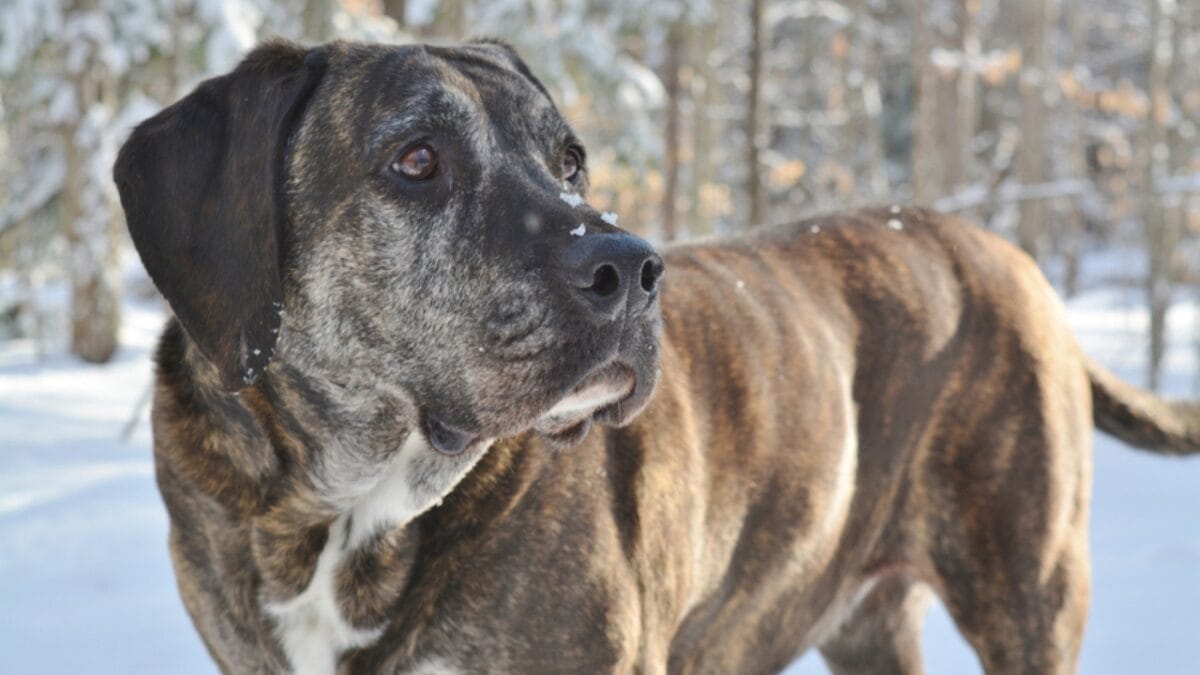 Meet the Plott Dog: 7 Reasons This Rare Hound Deserves Fame - plott hound ss1518774530
