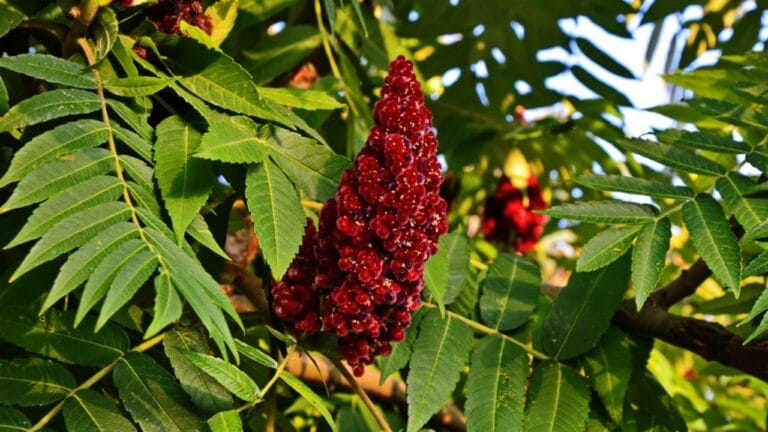 Poison Sumac Identification Guide: How to Stay Safe in Nature 8 Poison Sumac Identification Guide: How to Stay Safe in Nature - poison sumac flower dp298717818