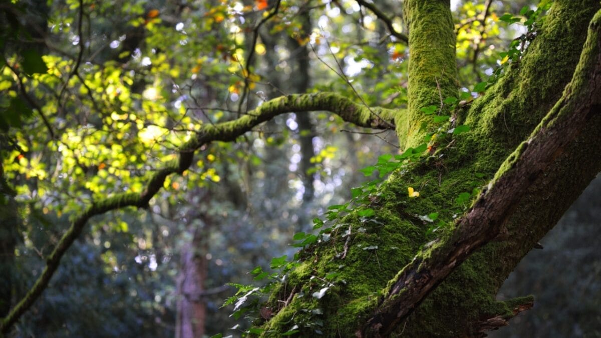 Poison Sumac Identification Guide: How to Stay Safe in Nature 6 Poison Sumac Identification Guide: How to Stay Safe in Nature - poison sumac habitat dp169395600