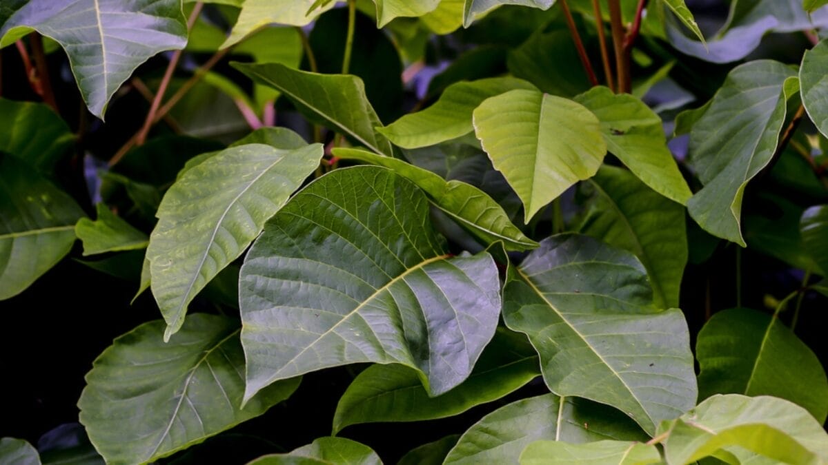 Poison Sumac Identification Guide: How to Stay Safe in Nature 3 Poison Sumac Identification Guide: How to Stay Safe in Nature - poison sumac leaves difference dp462818120
